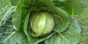 all about cabbage