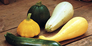 characteristics and varieties of squash