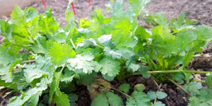 prerequisites to grow cilantro