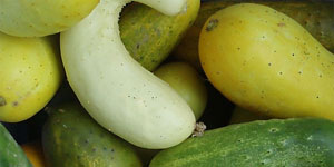 types of cucumbers