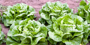 varieties of lettuce