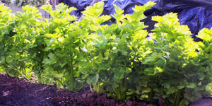 best growing conditions for celery