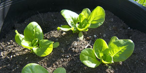 growing lettuce