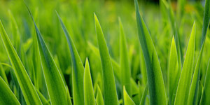 lawn mower grass type