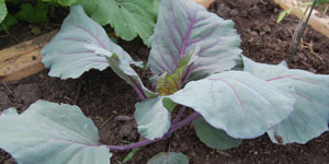 planting cabbage