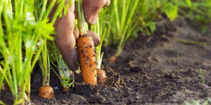 planting carrots