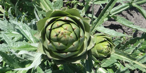 preparing and planting artichokes