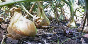 starting onions