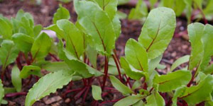 caring for and maintaining your beets