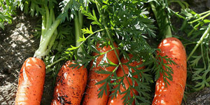 caring for and maintaining your carrots