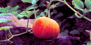 getting the soil ready for your pumpkins