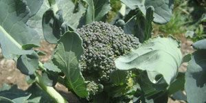 maintaining the broccoli patch