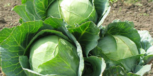 maintaining the cabbage patch