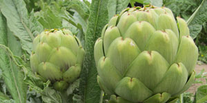 maintaining your artichoke bed