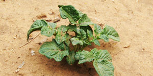 planting and maintaining the potato plants