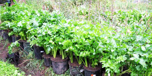 planting celery