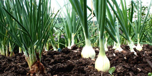 planting onions