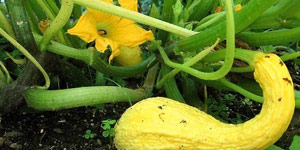 planting squash