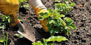 planting the organic garden