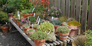 plants for container gardening