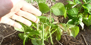 watering weeding harvesting green beans