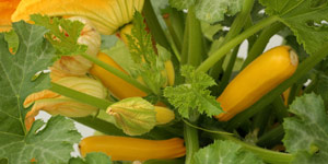 care and maintenance of your squash