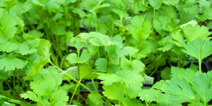 exclusive tips for growing cilantro