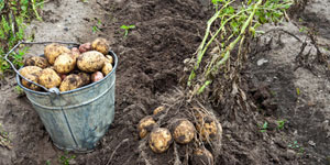 harvesting and storing potatoes