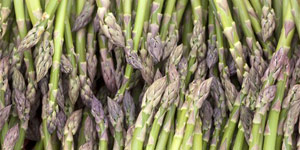 harvesting asparagus