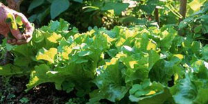 organic maintenance weeds and pests