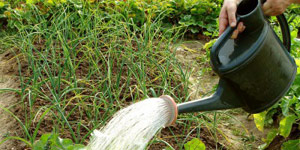 watering weeding and maintenance