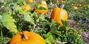 growing and maintaining pumpkins