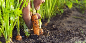 harvest vegetables