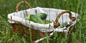 harvesting cucumbers