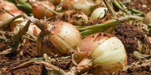 harvesting onions