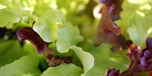 lettuce salad greens and herbs