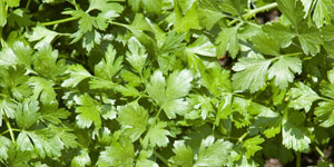 storing cilantro