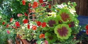 container gardening