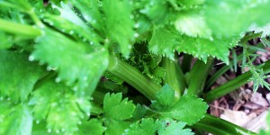 how to grow celery