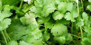 how to grow cilantro