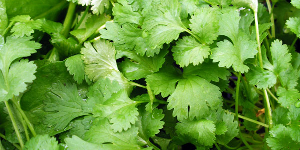 Growing Cilantro Garden Dad