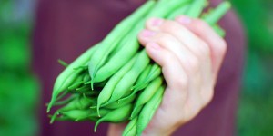 how to grow green beans