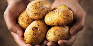 how to grow potatoes