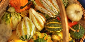 how to grow squash