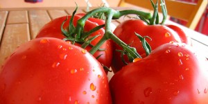 how to grow tomatoes